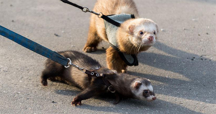 Know These 10 Ferret Care Tips