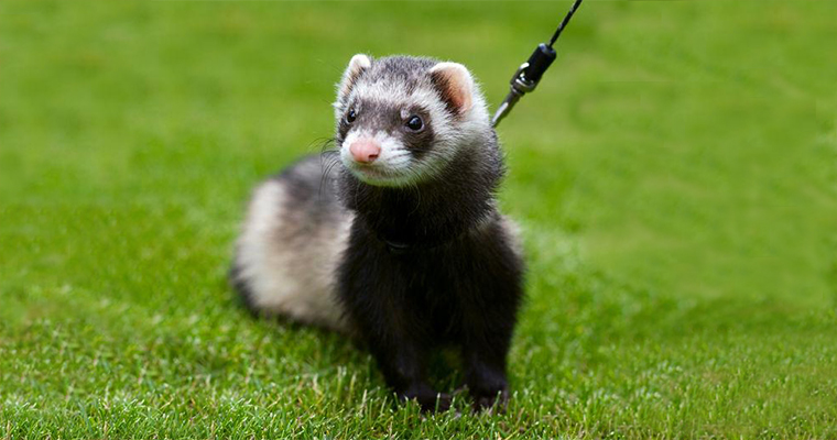 Know These 10 Ferret Care Tips