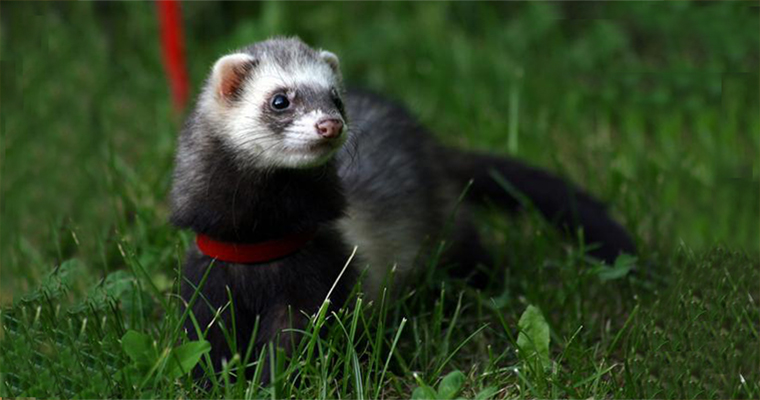 Know These 10 Ferret Care Tips