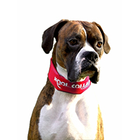 Kool Collar Stop Sign Red