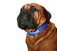 Kool Collar