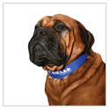 Kool Collar Electric Blue