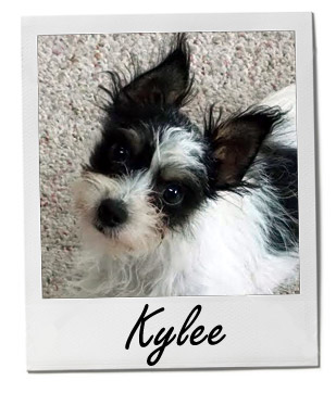 Pet of the Week photo