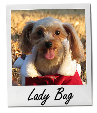 Pet of the Week photo