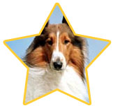 Lassie