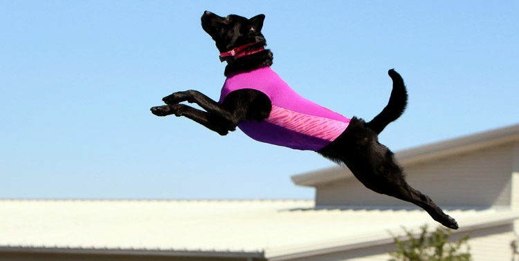 Lilly the Dock Diving Lab