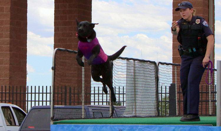 Lilly the Dock Diving Lab