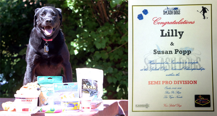 Lilly the Dock Diving Lab