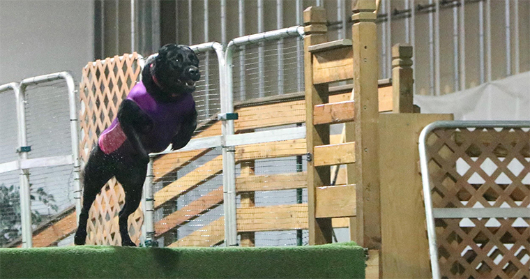 Say Hello To Lilly, The Dock Diving Lab!