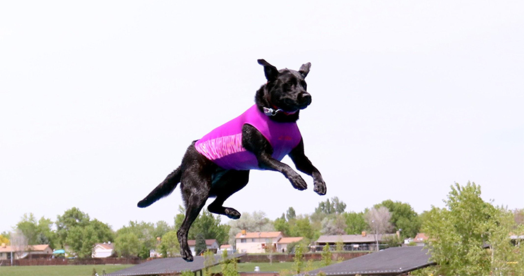 Say Hello To Lilly, The Dock Diving Lab!