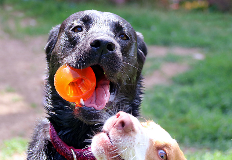 Top 10 Places to Take Your Pet on the West Coast