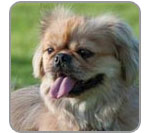 Lola