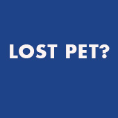 link to Tips to Care for Your Allergic Pet