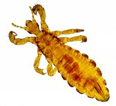 Anoplura-Sucking Lice