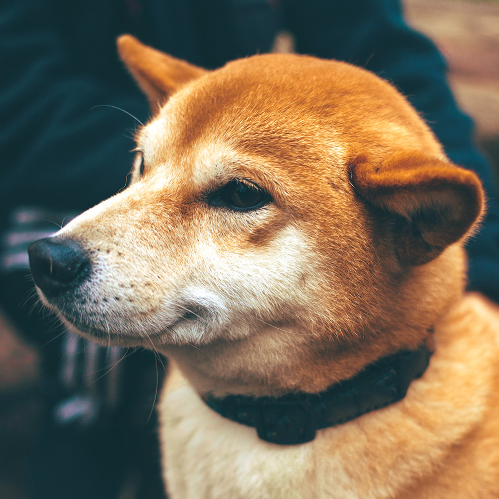 Shiba Inu smiling