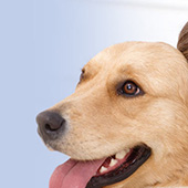 link to Top 12 Most Loyal Dog Breeds