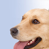 link toTop 12 Most Loyal Dog Breeds