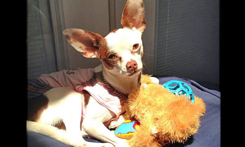 Pet of the Week