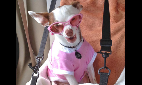 Pet of the Week