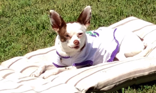 Pet of the Week