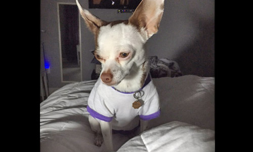 Pet of the Week