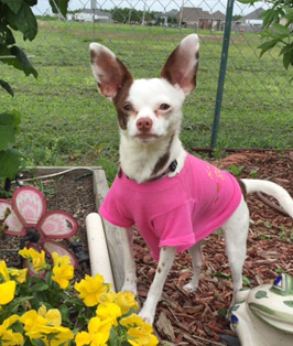 Pet of the Week