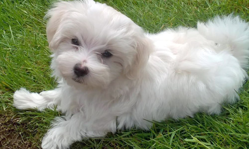 Pet of the Week