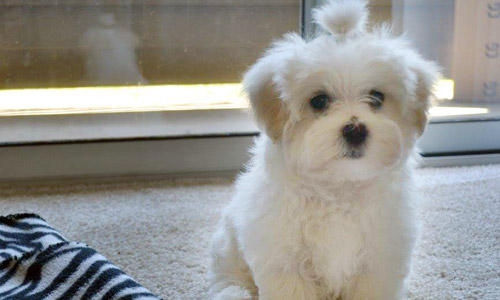 Pet of the Week