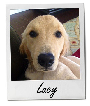 Pet of the Week photo