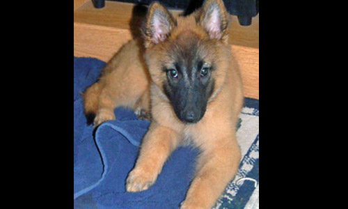 Pet of the Week