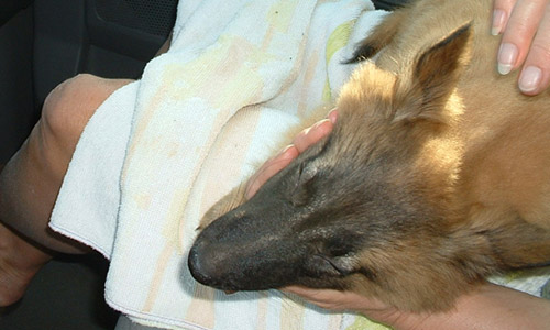 Pet of the Week