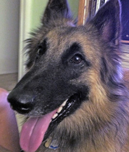 Pet of the Week