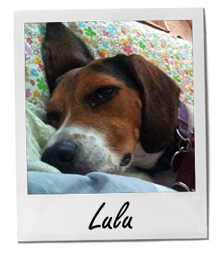 Pet of the Week photo