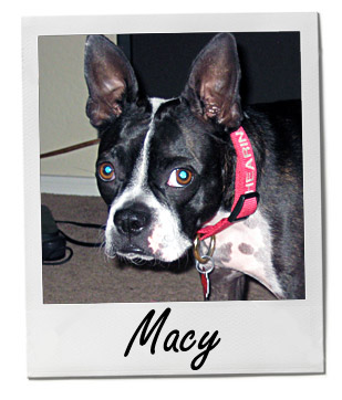 Pet of the Week photo