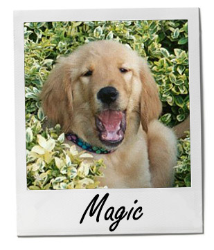 Pet of the Week photo