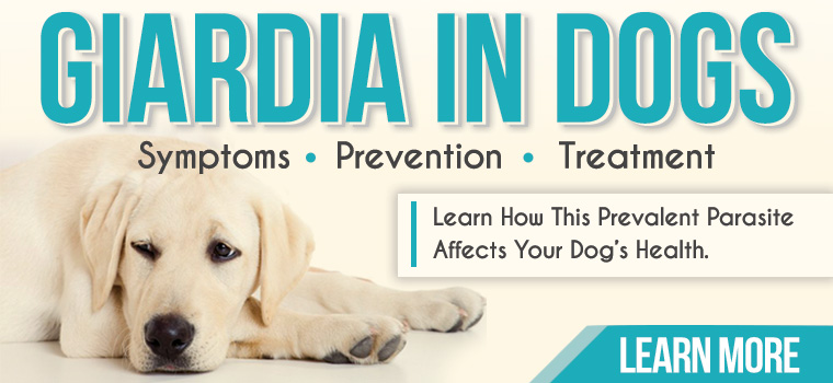 Learn all about Giardia in dogs and how to prevent and treat the disease it causes.