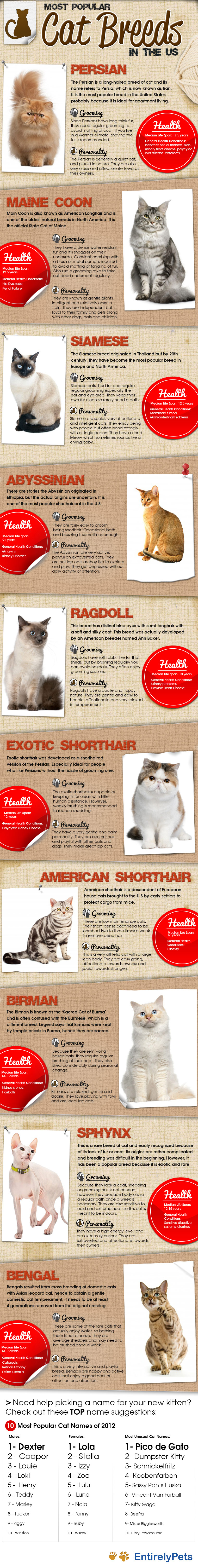 Most Popular Cat Breeds in the US