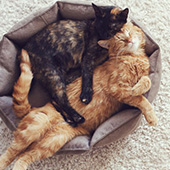 link to
 How To Potty Train Your Puppy