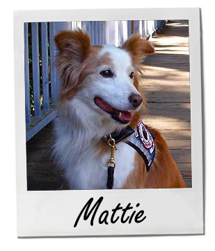 Pet of the Week photo