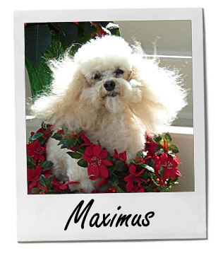 Pet of the Week photo