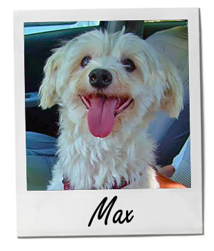 Pet of the Week photo