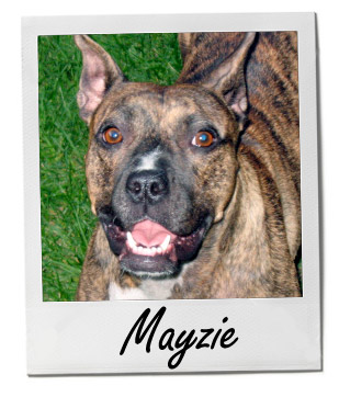 Pet of the Week photo