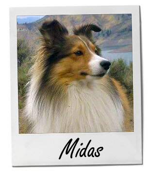 Pet of the Week photo