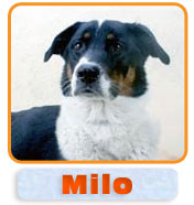 Milo