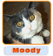 Moody
