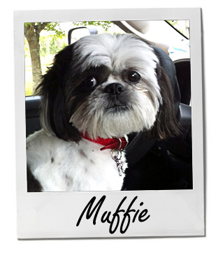 Pet of the Week photo