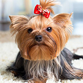 link to My Dog has Fleas: How Do I Get Rid Of Them?