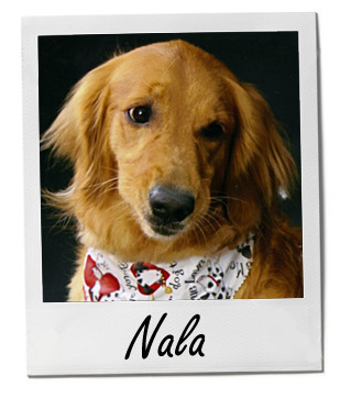 Pet of the Week photo
