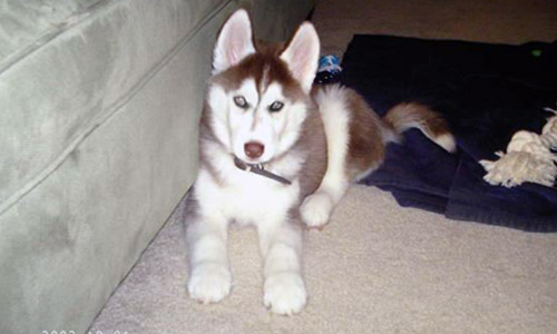 Pet of the Week