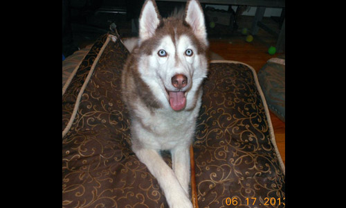 Pet of the Week